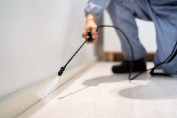 Licensed Ant Control service in Alexandria, LA - Nex Pest Control