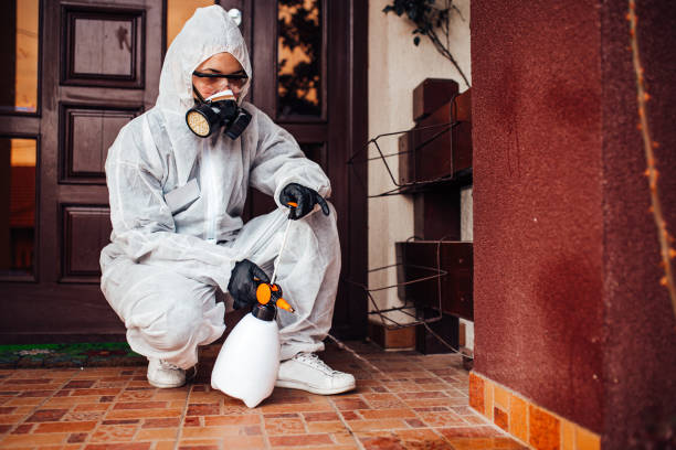 Reliable Ant Control contractor in Alexandria, LA by Nex Pest Control